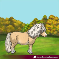 Horse Color:Palomino 