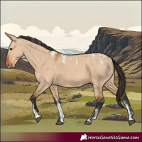 Horse Color:Powder White Bay Dun 