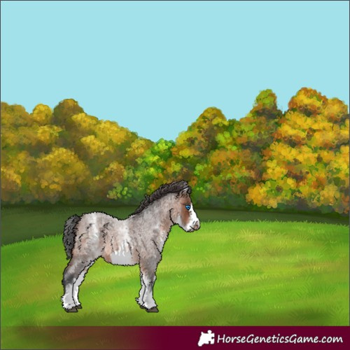 Horse Color:White Spotted Brown Roan Frame