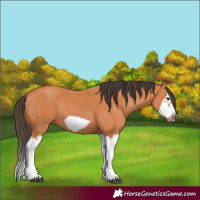 Horse Color:Bay Splash Frame 