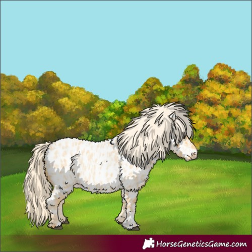 Horse Color:Palomino Roan Appaloosa and Palomino Roan Appaloosa