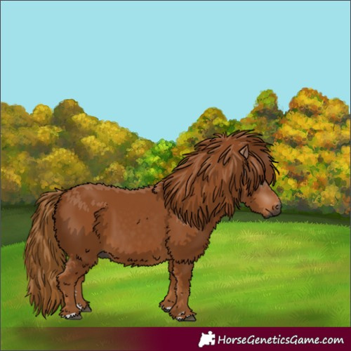 Horse Color:Gray Chestnut 