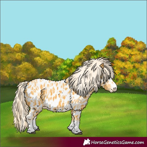 Horse Color:Palomino Appaloosa  and Palomino Appaloosa 