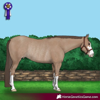 Horse Color:Classic Champagne Rabicano 