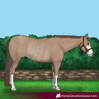Horse Color:Classic Champagne Rabicano 