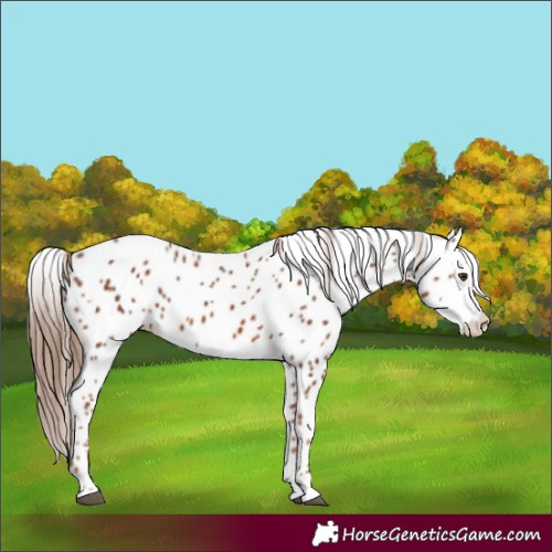 Horse Color:Chestnut Splash Appaloosa 