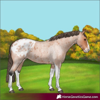 Horse Color:Bay Roan Splash Tobiano Appaloosa  and Bay Roan Splash Tobiano Appaloosa 
