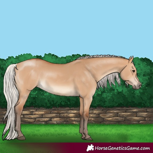 Horse Color:Silver Bay Dun 