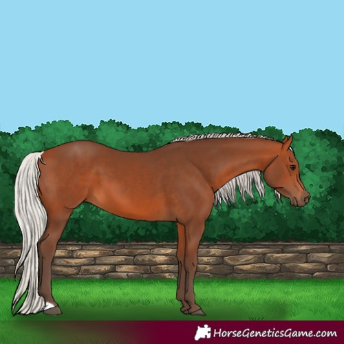 Horse Color:Silver Bay 
