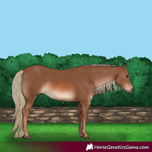 Horse Color:Chestnut Mushroom 