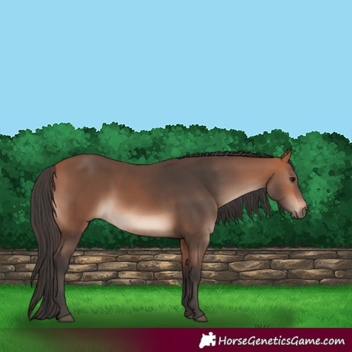 Horse Color:Bay Mushroom 
