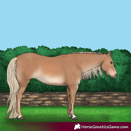 Horse Color:Chestnut Mushroom 