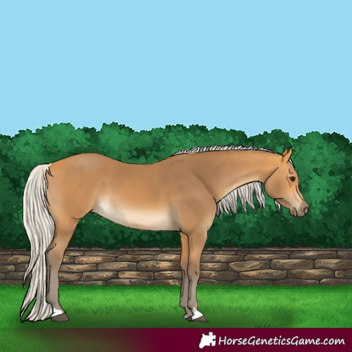 Horse Color:Silver Buckskin 
