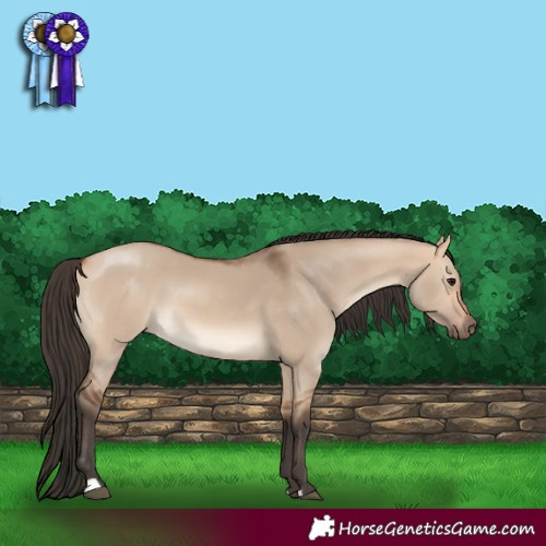 Horse Color:Bay Dun 
