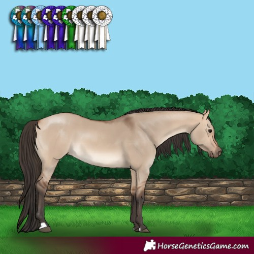 Horse Color:Bay Dun 