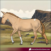 Horse Color:Red Dun Tobiano 