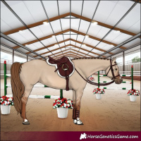 Horse Color:Red Dun Rabicano