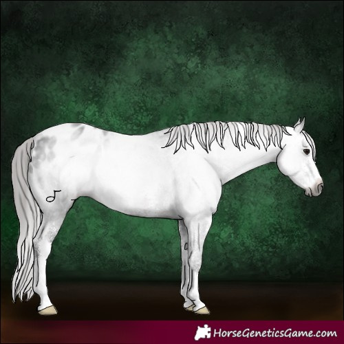 Horse Color:Gray Brown Sabino Appaloosa 