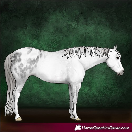 Horse Color:Gray Brown Sabino Appaloosa 