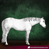 Horse Color:Gray Brown Sabino Appaloosa