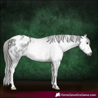 Horse Color:Gray Brown Sabino Appaloosa