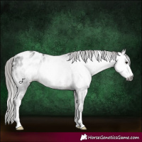 Horse Color:Gray Brown Sabino Appaloosa 