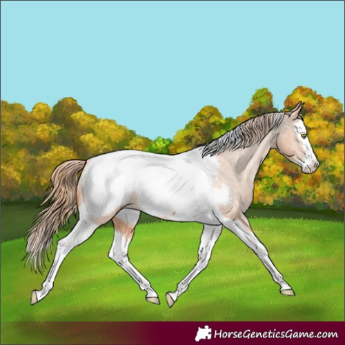 Horse Color:Gold Champagne Splash Tobiano Appaloosa