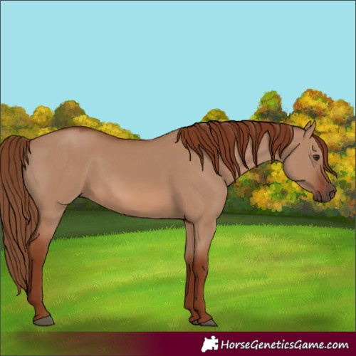 Horse Color:Red Dun Rabicano