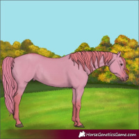 Horse Color:Watercolor Red Dun Rabicano