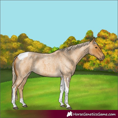 Horse Color:Palomino Roan Tobiano 
