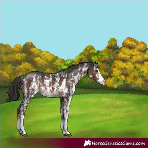 Horse Color:Liver Chestnut Sabino Rabicano 