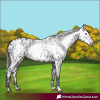 Horse Color:Gray Liver Chestnut Appaloosa