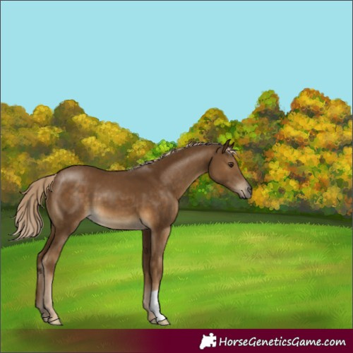 Horse Color:Chocolate Palomino 