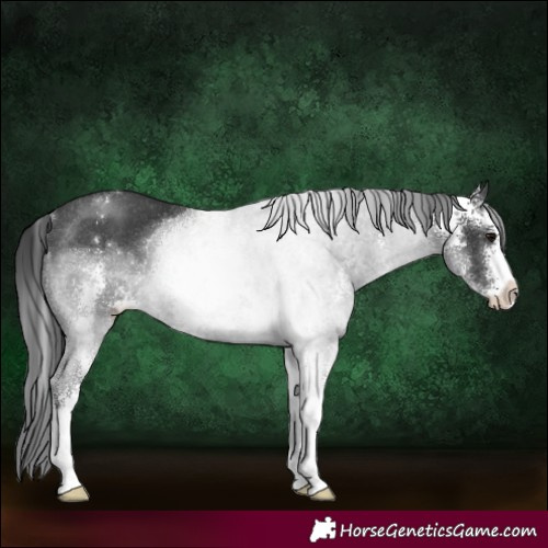 Horse Color:Black Sabino Rabicano
