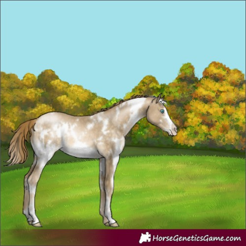 Horse Color:White Spotted Buckskin Pearl Frame Rabicano 