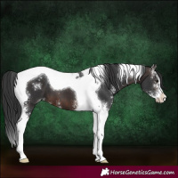 Horse Color:Brown Sabino Tobiano