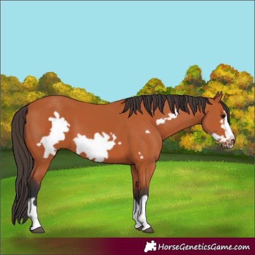 Horse Color:Bay Frame 