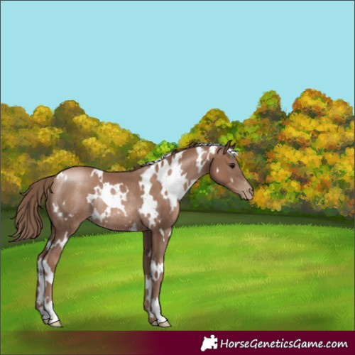Horse Color:White Spotted Black Pearl Rabicano 