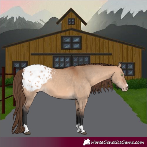 Horse Color:Bay Dun Appaloosa 