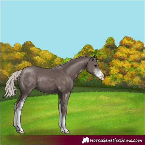 Horse Color:Silver Black Sabino 