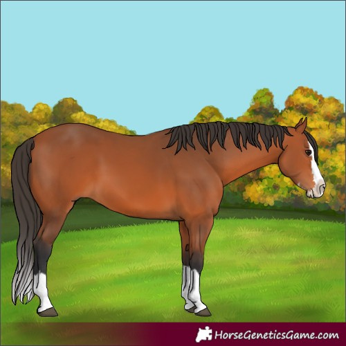 Horse Color:Bay Splash 