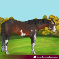Horse Color:Brown Sabino Splash