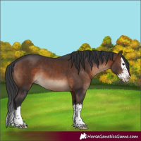 Horse Color:Brown Splash