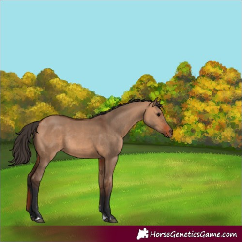 Horse Color:Bay Dun Rabicano 