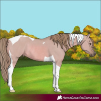 Horse Color:Watercolor Red Dun Tobiano Rabicano