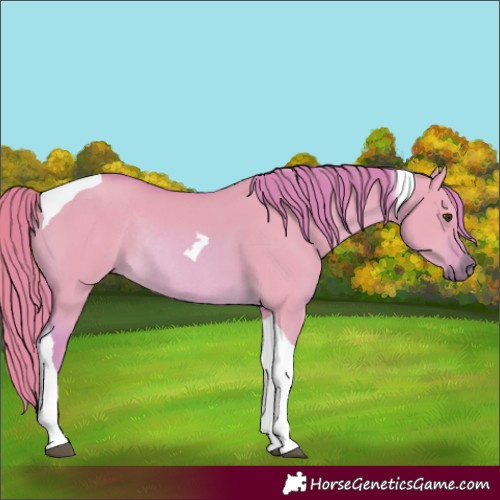 Horse Color:Watercolor Red Dun Tobiano Rabicano 