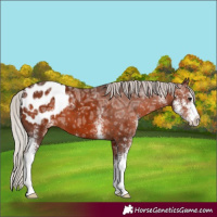Horse Color:Silver Brown Ice Sabino Appaloosa 