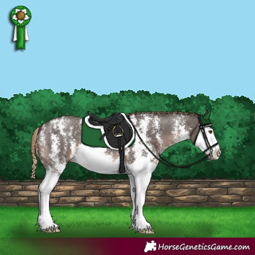 Horse Color:Liver Chestnut Sabino Splash 