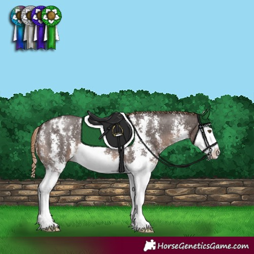 Horse Color:Liver Chestnut Sabino Splash 