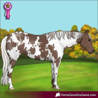 Horse Color:White Spotted Silver Black